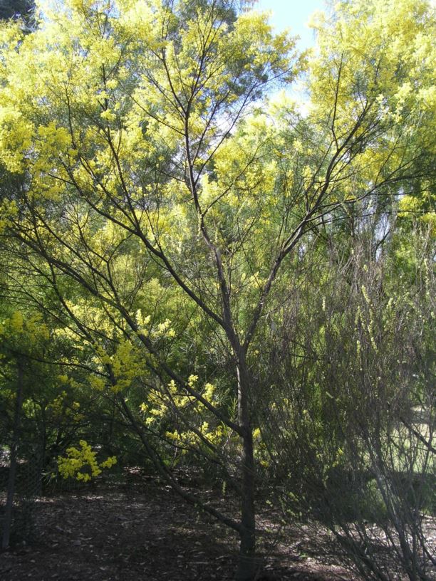 Acacia Adunca Wallangarra Wattle Cascade Wattle Royal Botanic