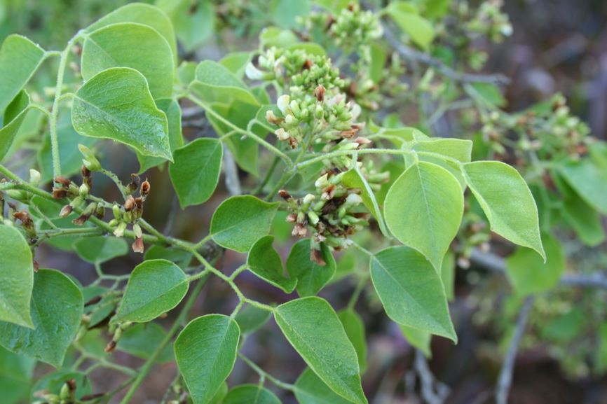Dalbergia sissoo - Sissoo, Shisham, Indian rosewood