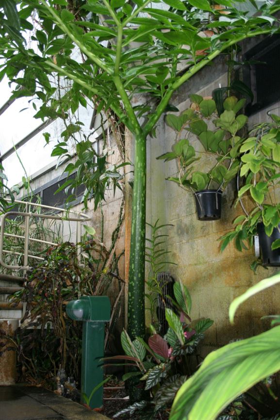 Amorphophallus Titanum Titan Arum Bunga Bangkai Bahasa Indonesia