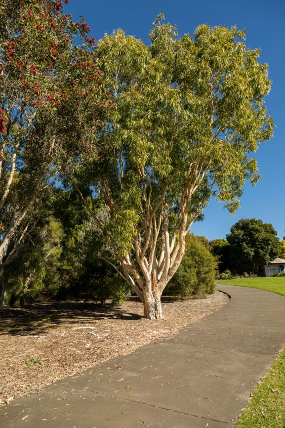 Melaleuca Leucadendra Weeping Paperbark Royal Botanic Garden Sydney