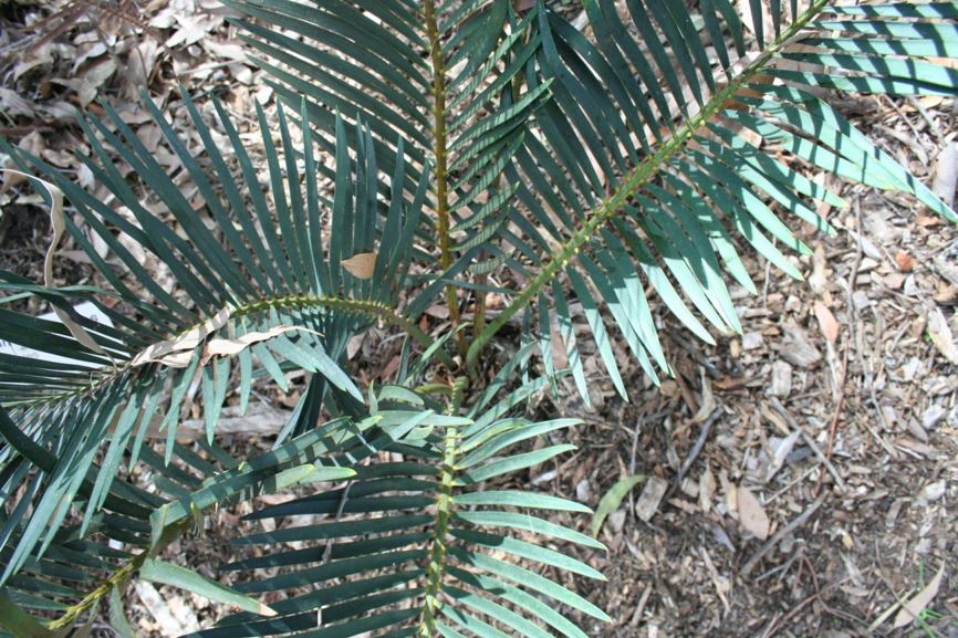 Macrozamia elegans