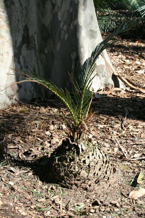 Macrozamia diplomera