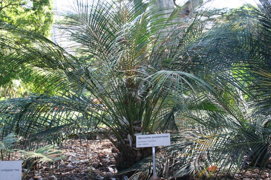 Macrozamia mountperriensis