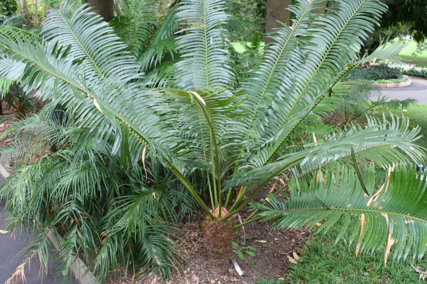 Cycas seemannii - Longolongo