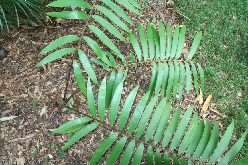 Ceratozamia latifolia Costilla de león Royal Botanic Garden Sydney
