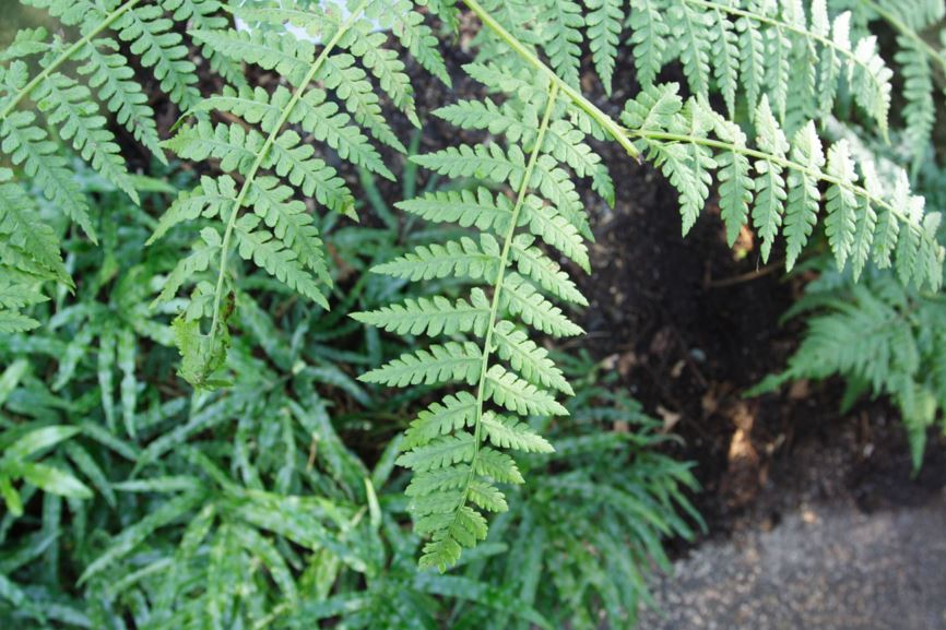 Diplazium australe - Austral Lady Fern