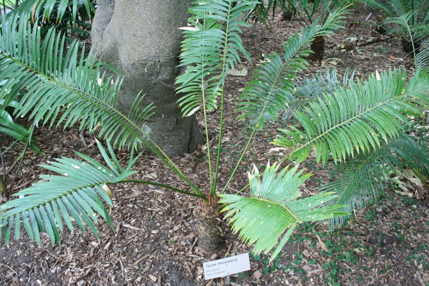 Cycas micronesica - Federico Nut