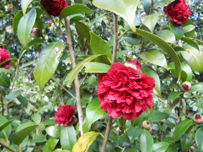 Camellia japonica 'Dona Herzilia De Frietas Magalhaes'