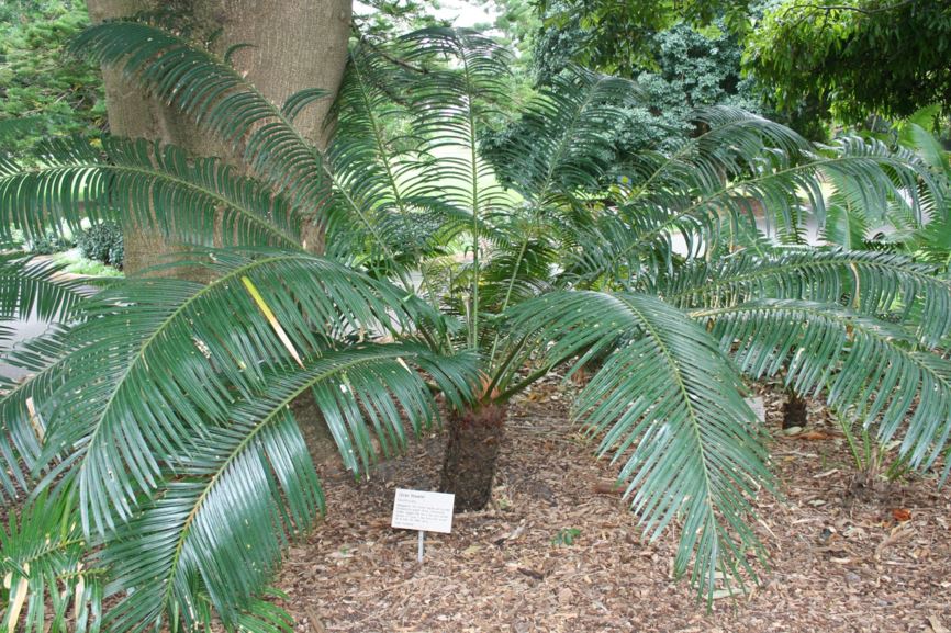 Cycas thouarsii - Batsimisaraka