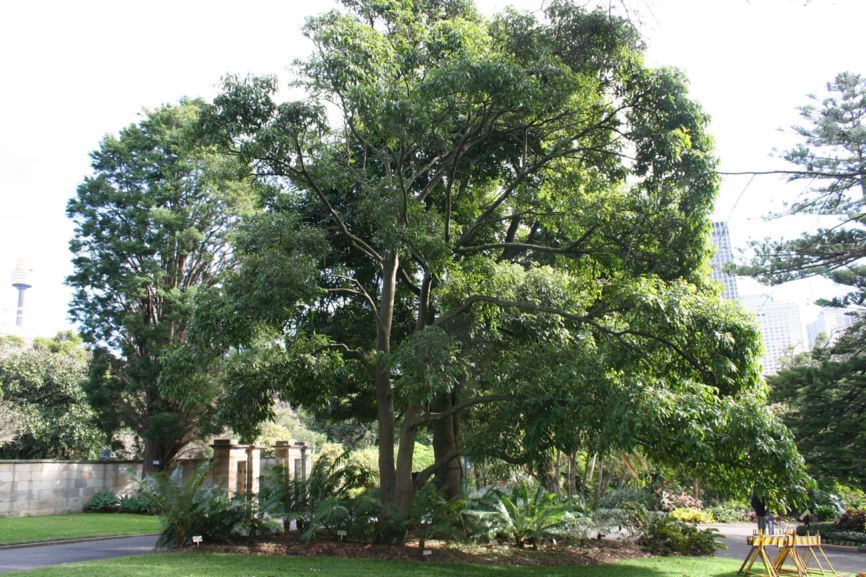 Elattostachys nervosa - beetroot tree, Green Tamarind, green tamarind