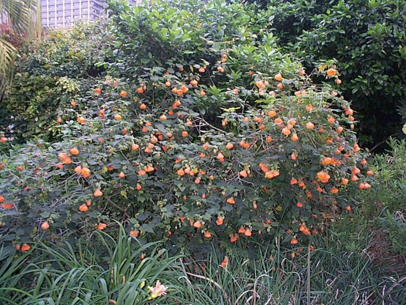 Abutilon fraseri - Chinese Lantern, Dwarf Lantern-flower