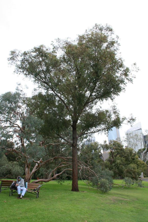 Eucalyptus baileyana - Bailey's Stringybark