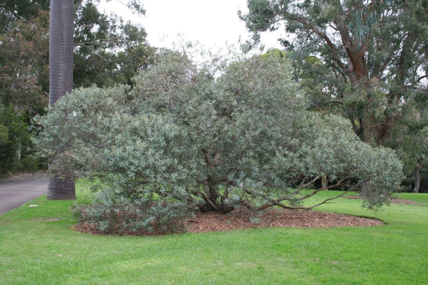 Eucalyptus deuaensis - Mongamulla Mallee