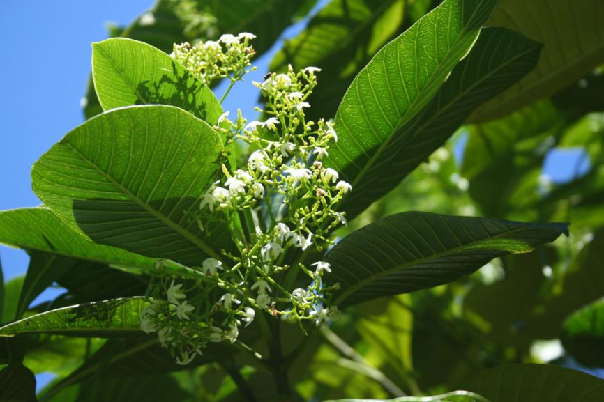 Alstonia macrophylla