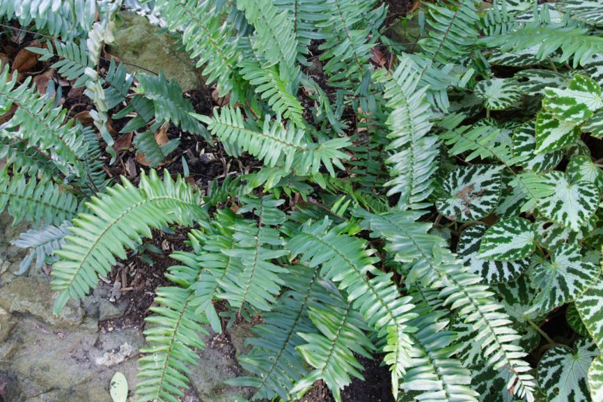 Pellaea falcata - Sickle Fern