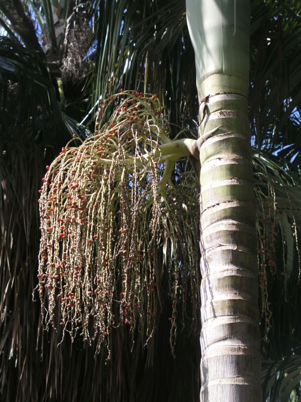 Archontophoenix alexandrae - Alexandra palm, king palm