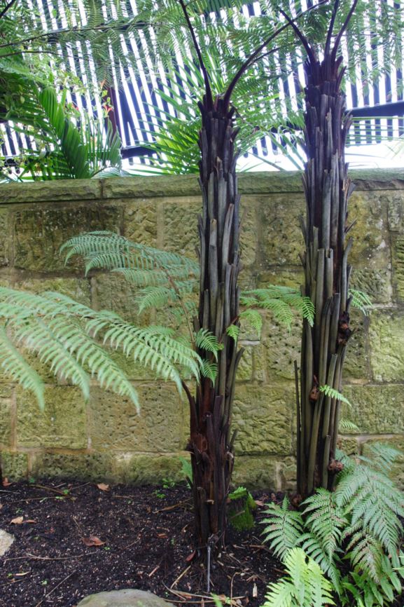 Dicksonia youngiae - bristly tree fern