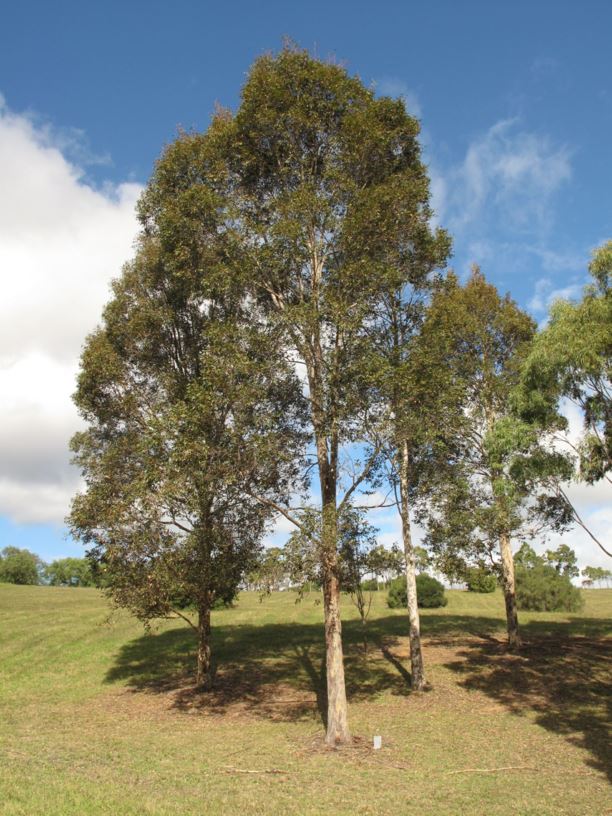 Corymbia maculata - spotted gum