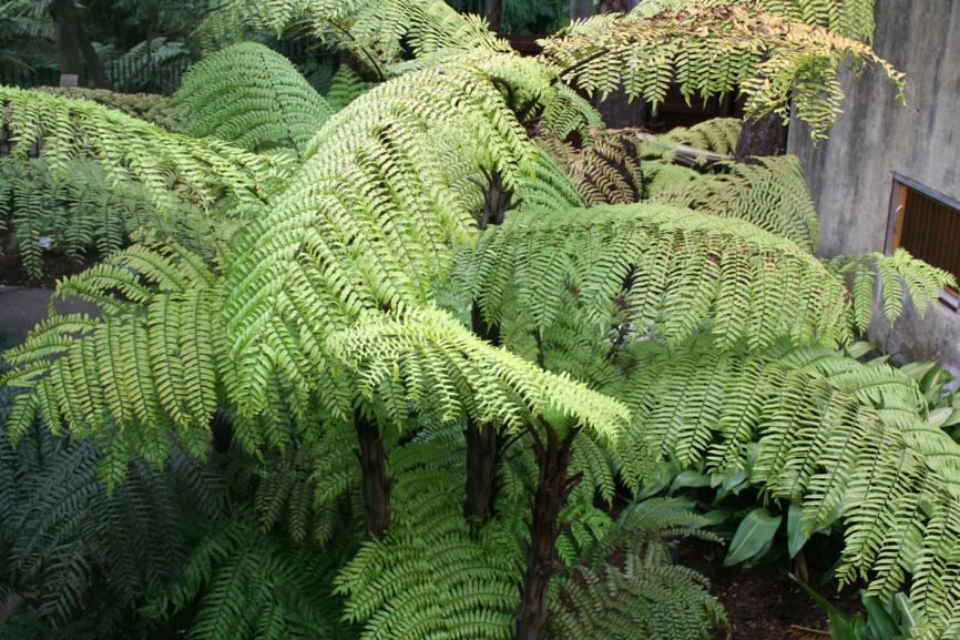 Cyathea rebeccae - Rebecca's tree fern, black tree fern