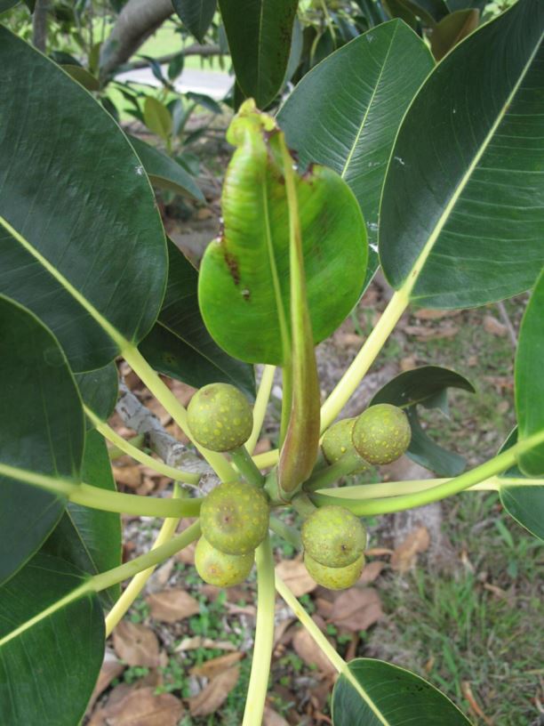 Ficus macrophylla f. macrophylla - Moreton Bay Fig