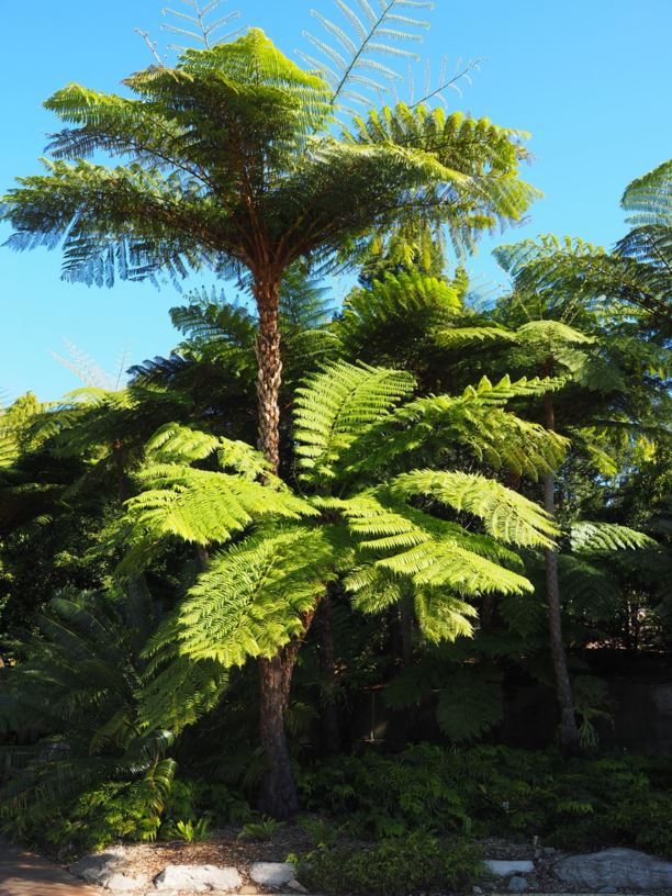Cyathea cooperi - Straw Treefern, Scaly Treefern, Lacy Treefern