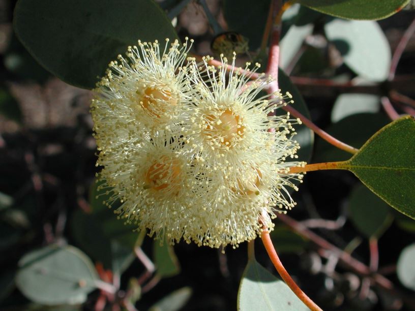 Eucalyptus orbifolia - Round-leaf Mallee