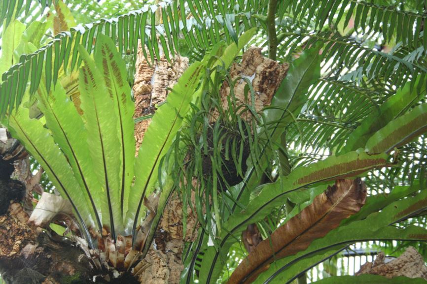 Dictymia brownii - Strap Fern