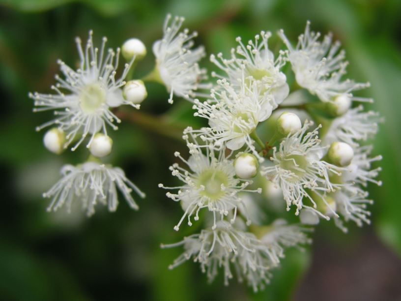 Syzygium anisatum - Aniseed Tree, Ringwood, Aniseed Myrtle