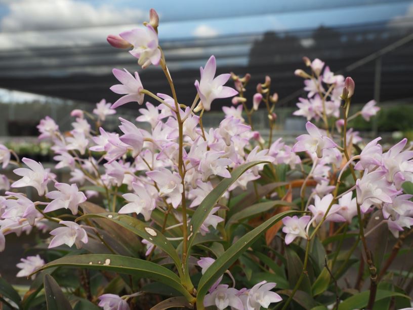 Dendrobium kingianum - Pink Rock Orchid