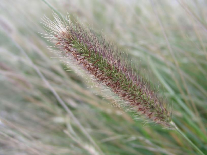 Cenchrus purpurascens - Swamp Foxtail