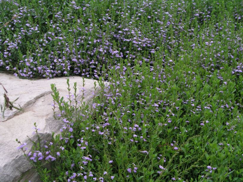 Scaevola Albida - Pale Fan-flower 