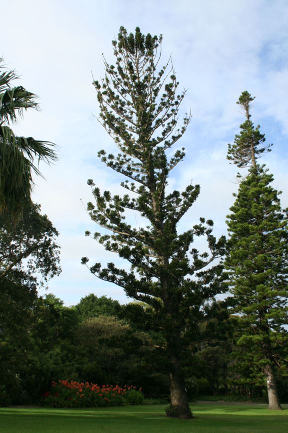 Araucaria cunninghamii Hoop Pine Royal Botanic Garden Sydney