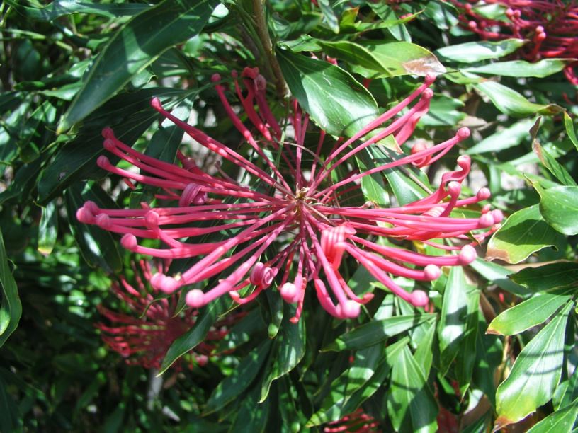 Alloxylon pinnatum Waratah Oak, Dorrigo Waratah Royal Botanic