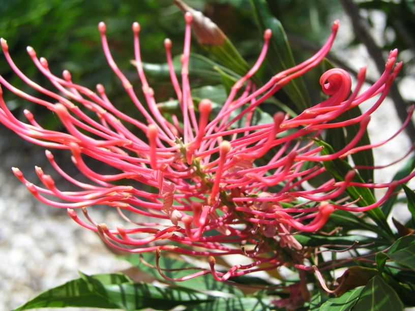 Alloxylon pinnatum Waratah Oak, Dorrigo Waratah Royal Botanic