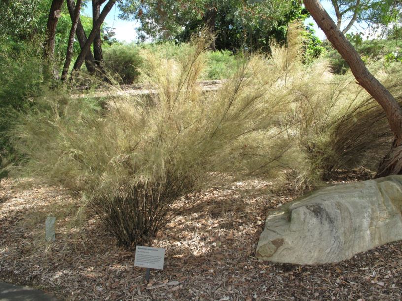 Austrostipa ramosissima - Stout Bamboo Grass