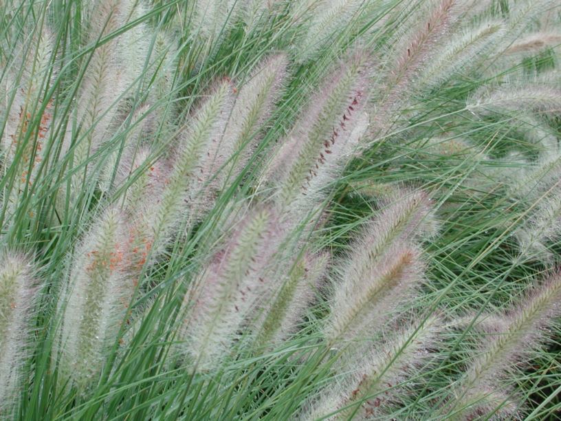 Cenchrus purpurascens - Swamp Foxtail | The Royal Botanic Garden Sydney