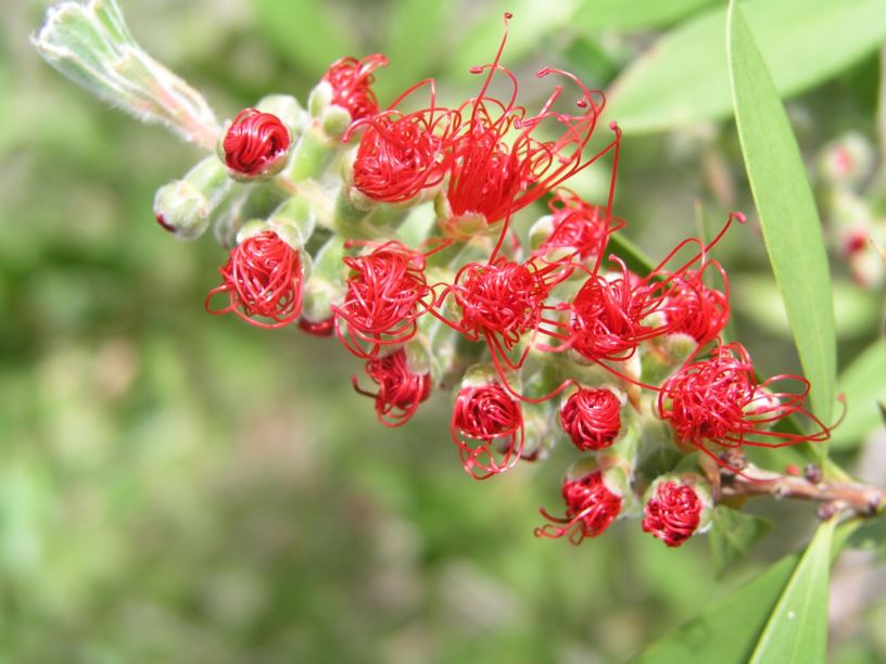 Callistemon 'Endeavour'