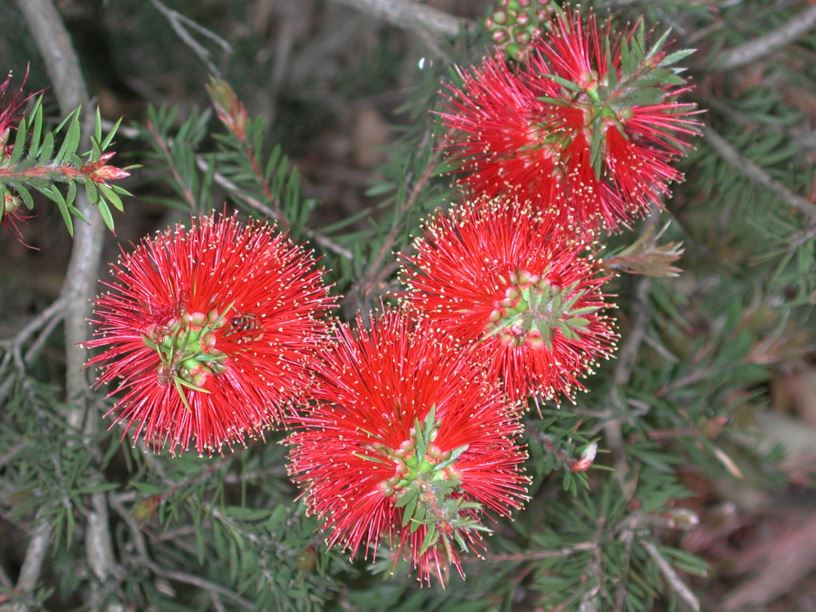 Callistemon pearsonii - Blackdown Bottlebrush