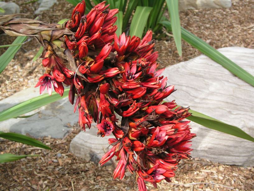 Doryanthes palmeri - Giant Spear Lily