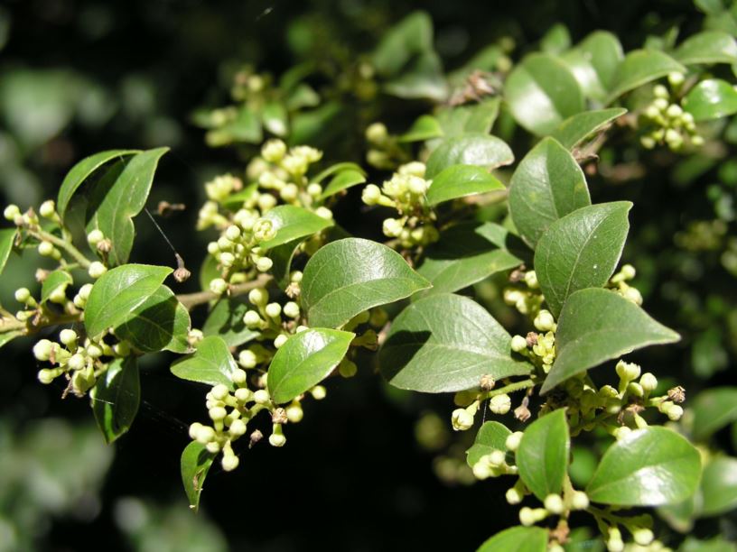 Cryptocarya williwilliana Smallleaved Laurel Royal Botanic Garden