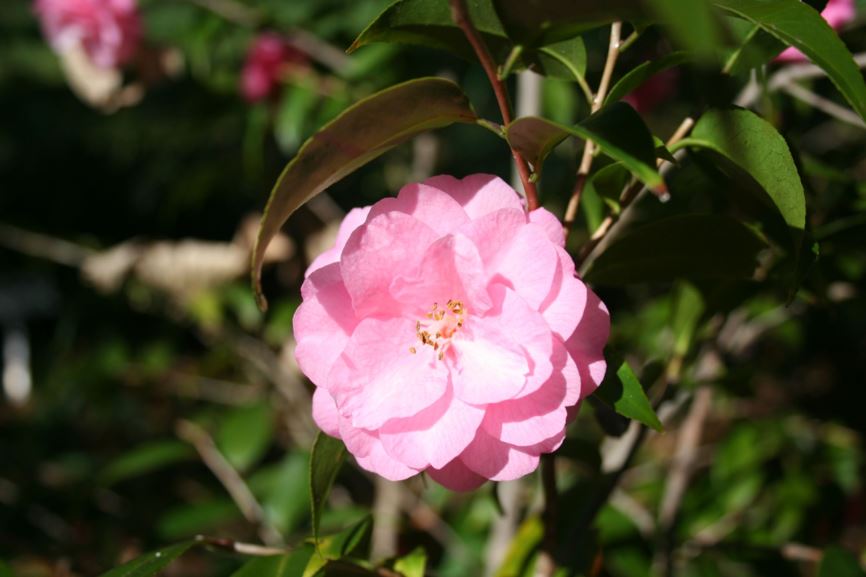 Camellia 'Spring Festival'