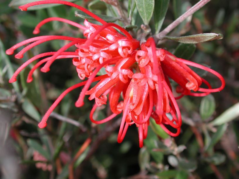 Grevillea speciosa - Red Spider Flower