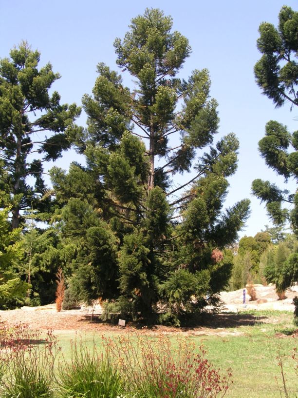 Araucaria cunninghamii Hoop Pine Royal Botanic Garden Sydney
