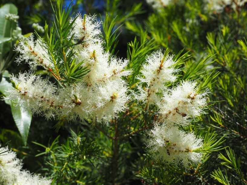 Melaleuca alternifolia - Tea Tree | The Royal Botanic Garden Sydney