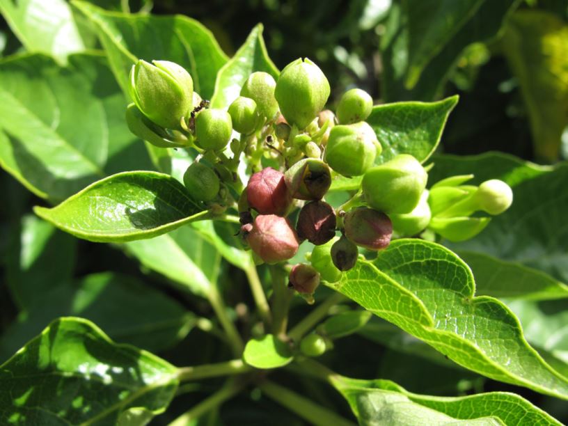 Clerodendrum floribundum - Lolly Bush