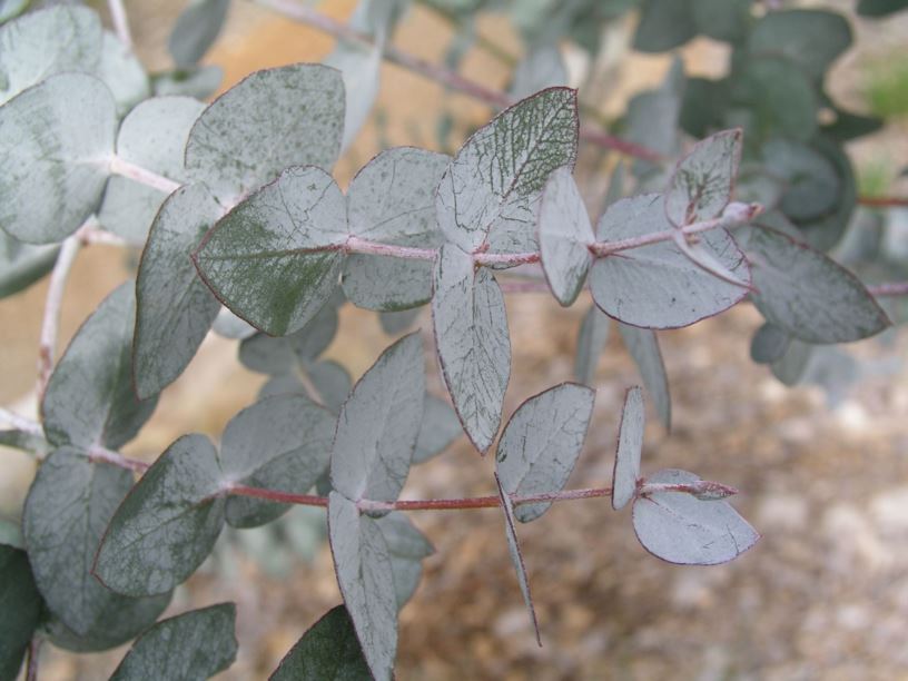 Eucalyptus cinerea - Argyle Apple