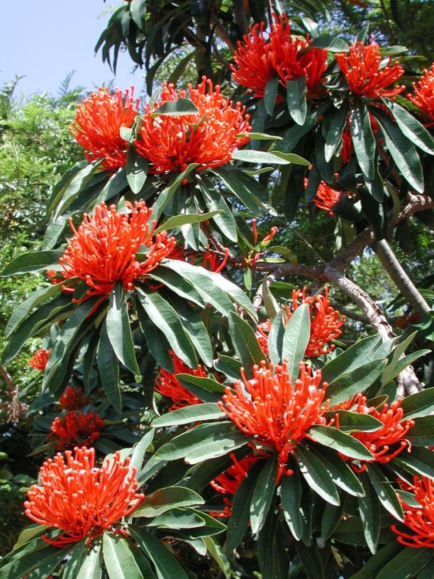 Alloxylon flammeum - Queensland Waratah, Tree Waratah, Red Silky Oak ...