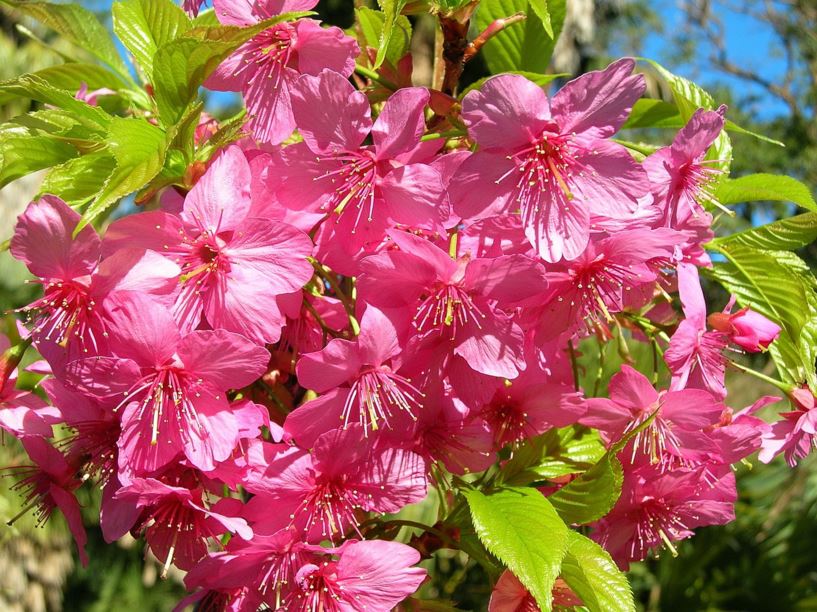 Prunus 'Yvonne Matthies' - Millenium Cherry
