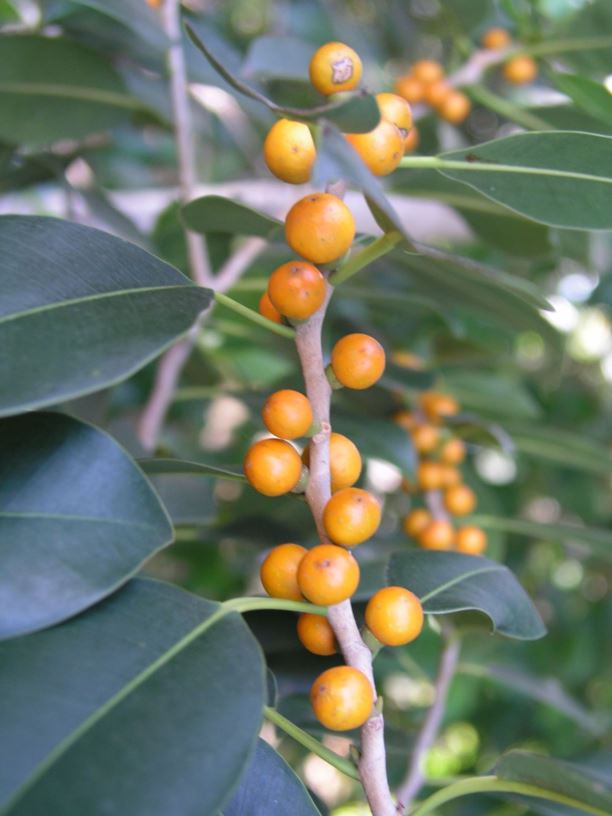 Ficus obliqua - Small-leaved Fig