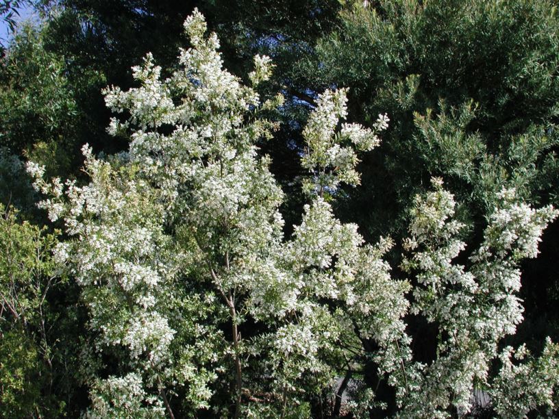 Monotoca elliptica - Tree Broom-heath